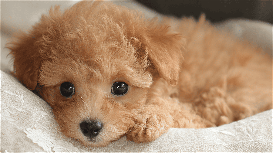 落ち着いた子犬